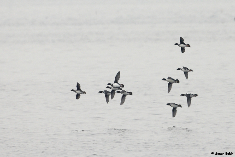 Common Goldeneye