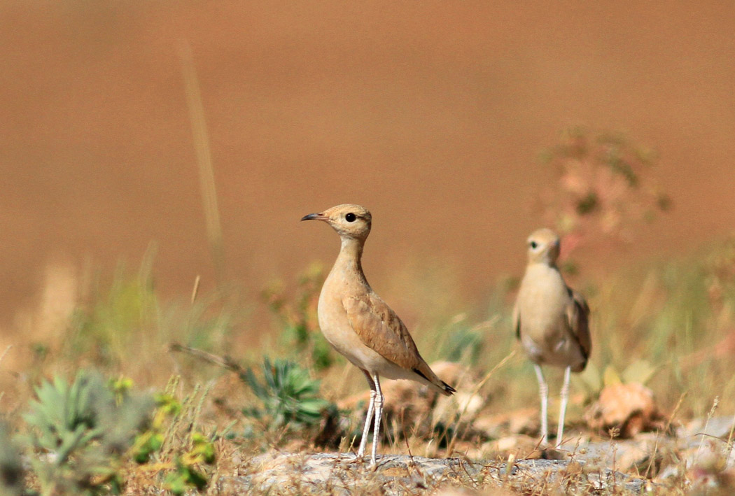 Cream-colored Courser