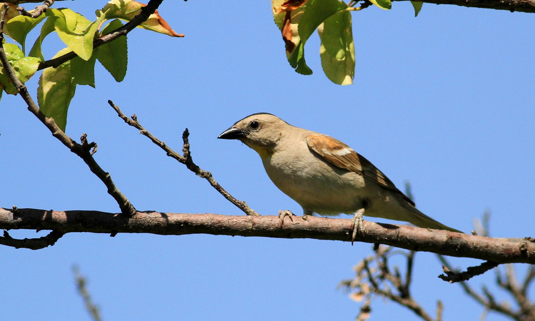 Yellow-throated Sparrow