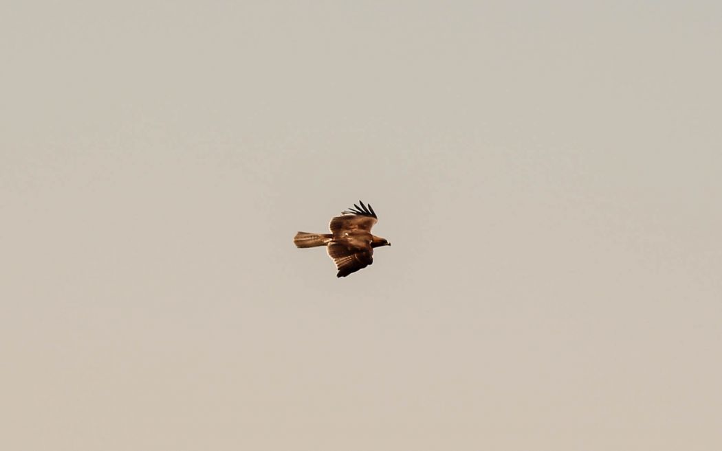 Küçük Kartal