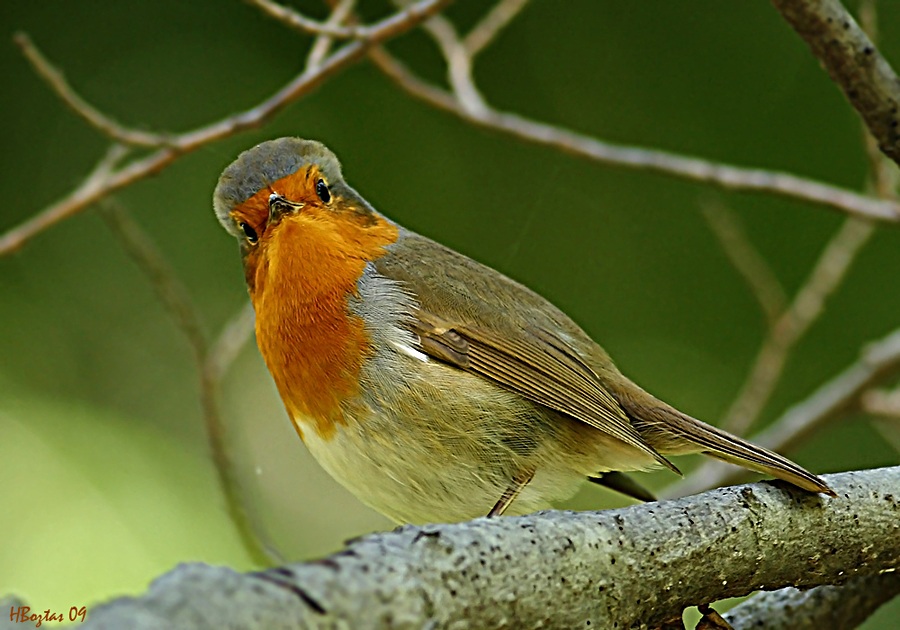 European Robin