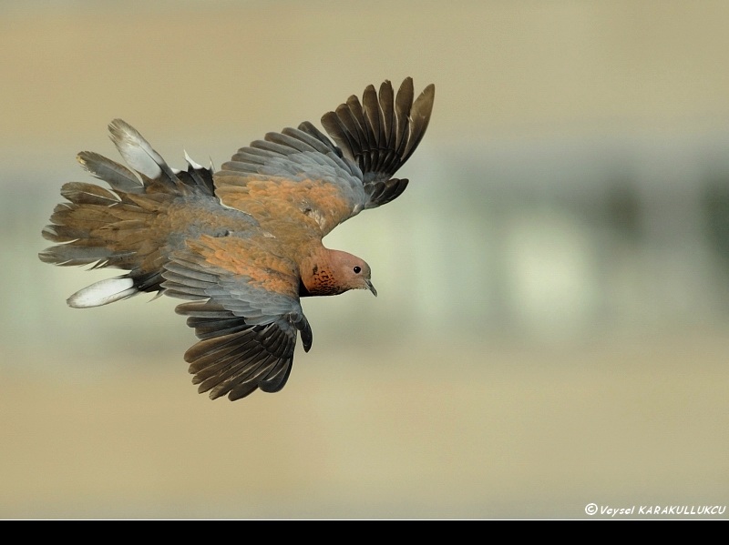 Laughing Dove