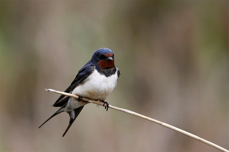 Barn Swallow
