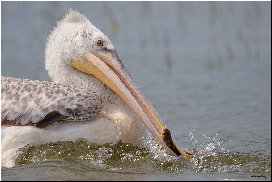 Dalmatian Pelican