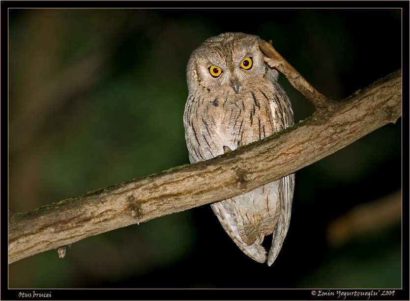 Pallid Scops Owl