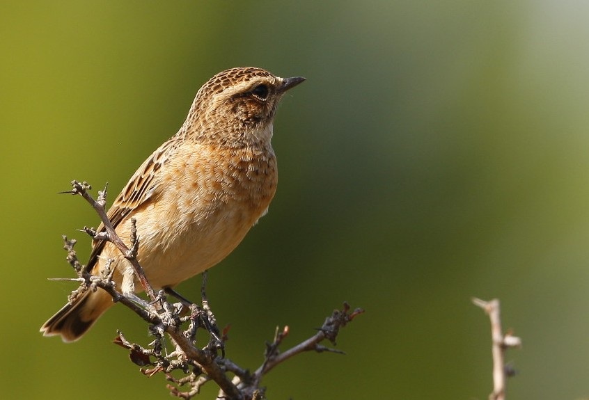 Whinchat