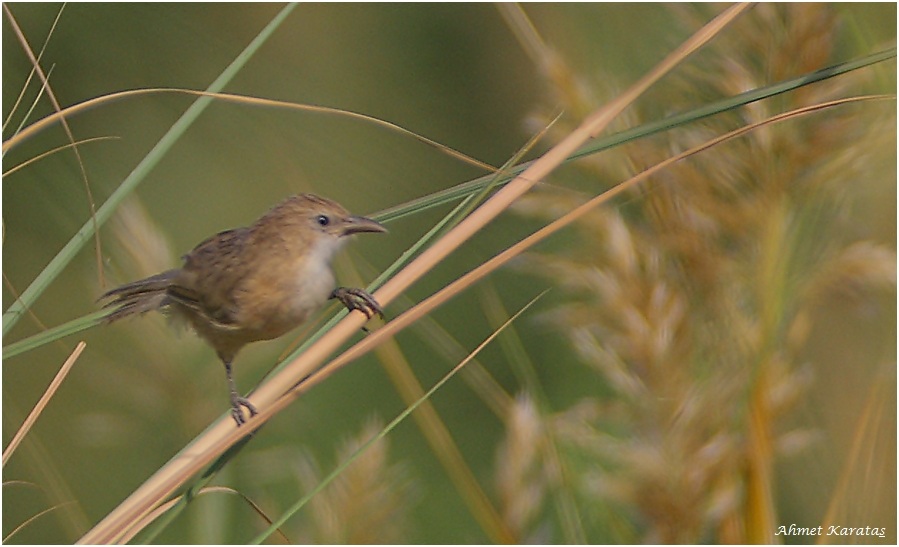 Iraq Babbler