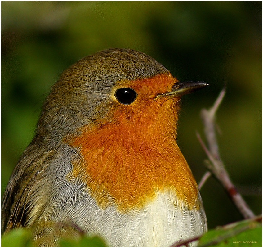 European Robin