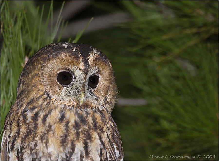 Tawny Owl