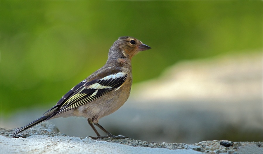 Common Chaffinch