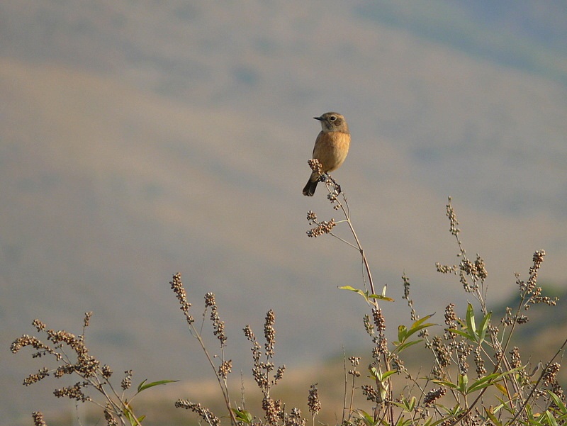 European Stonechat