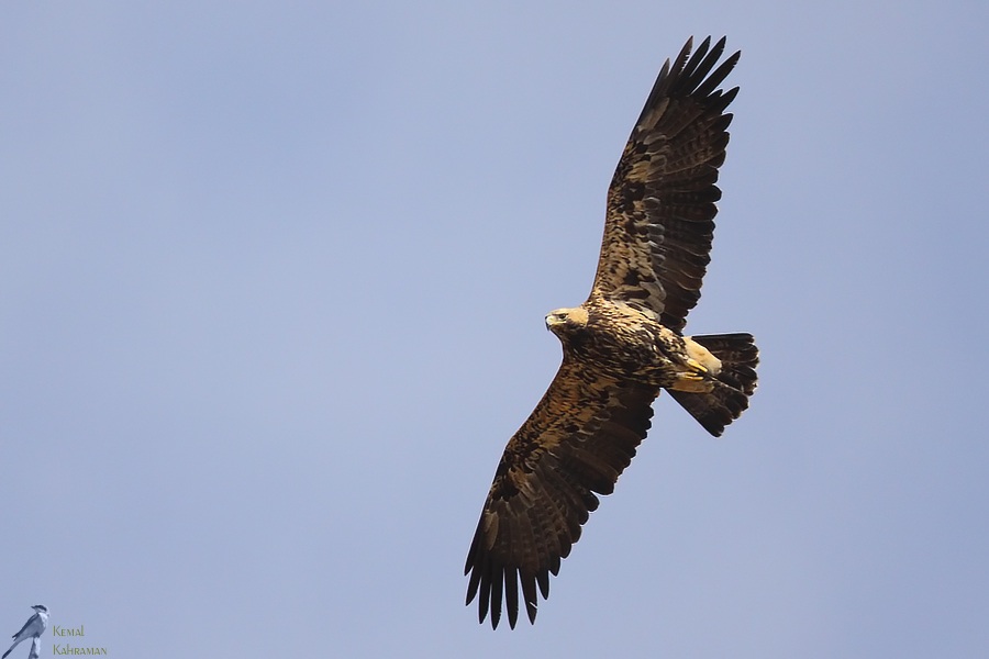 Eastern Imperial Eagle