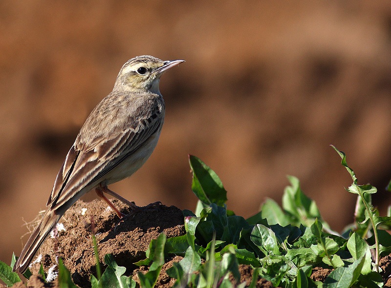Tawny Pipit