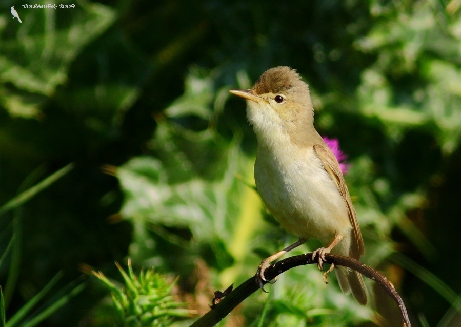 Common Reed Warbler