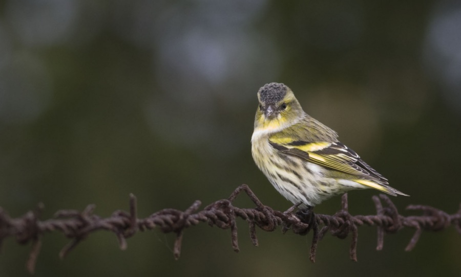Eurasian Siskin