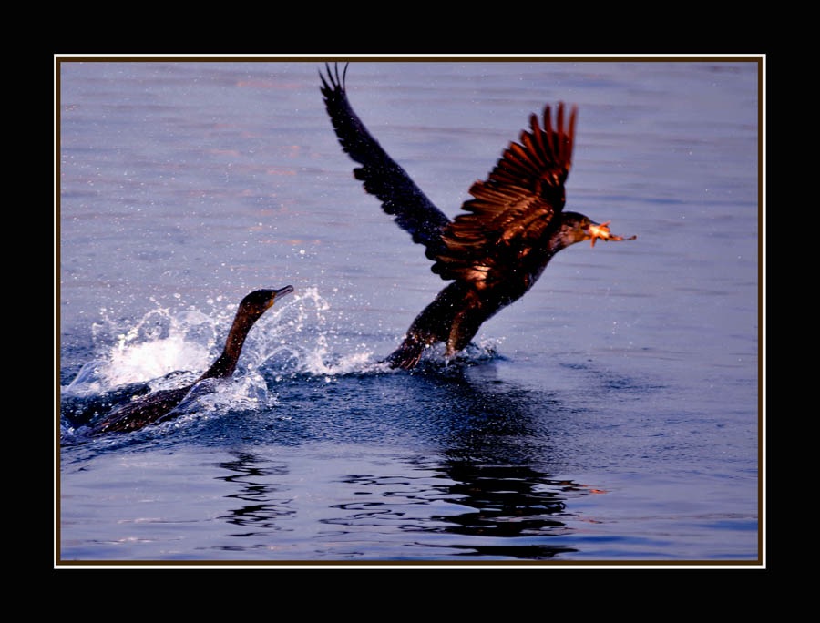 Great Cormorant