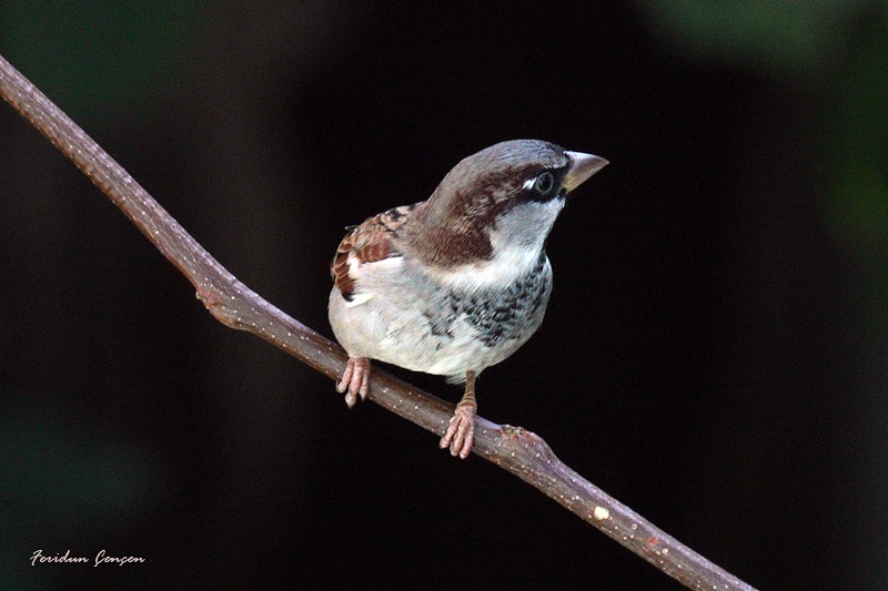House Sparrow