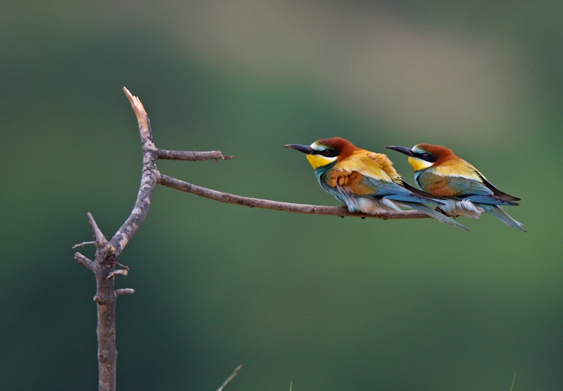 European Bee-eater