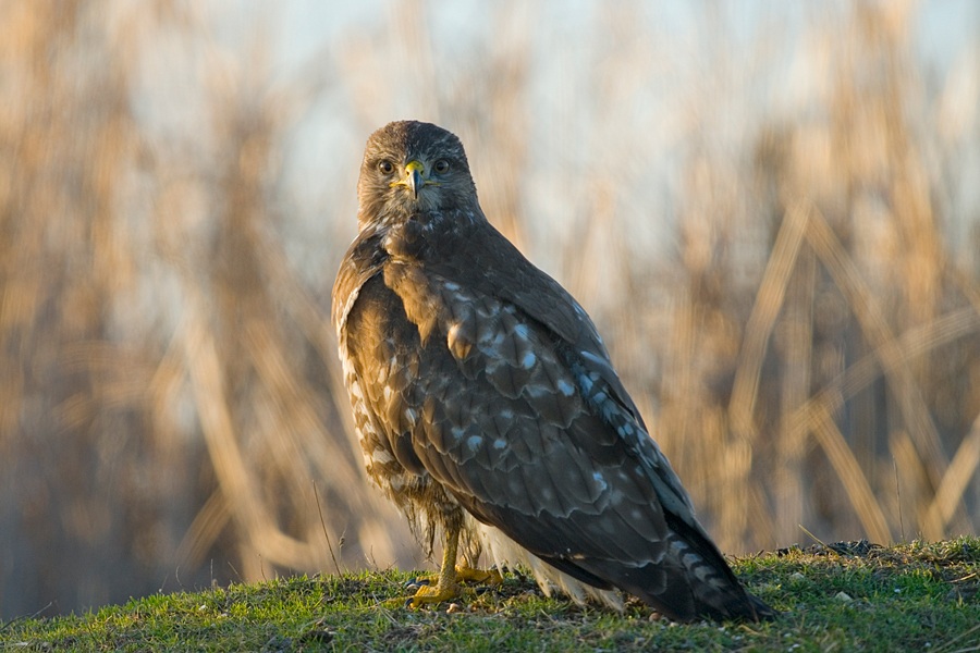 Common Buzzard