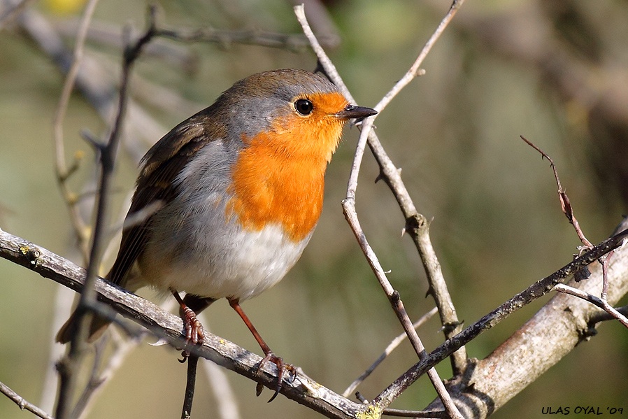 European Robin