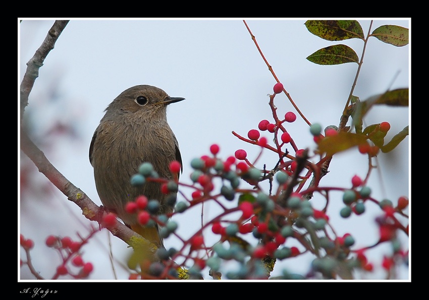 Black Redstart