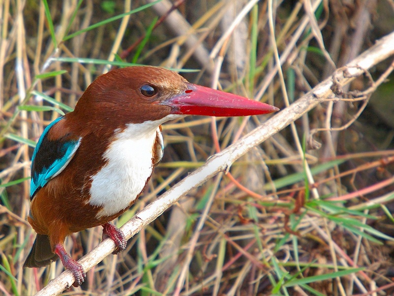 White-throated Kingfisher