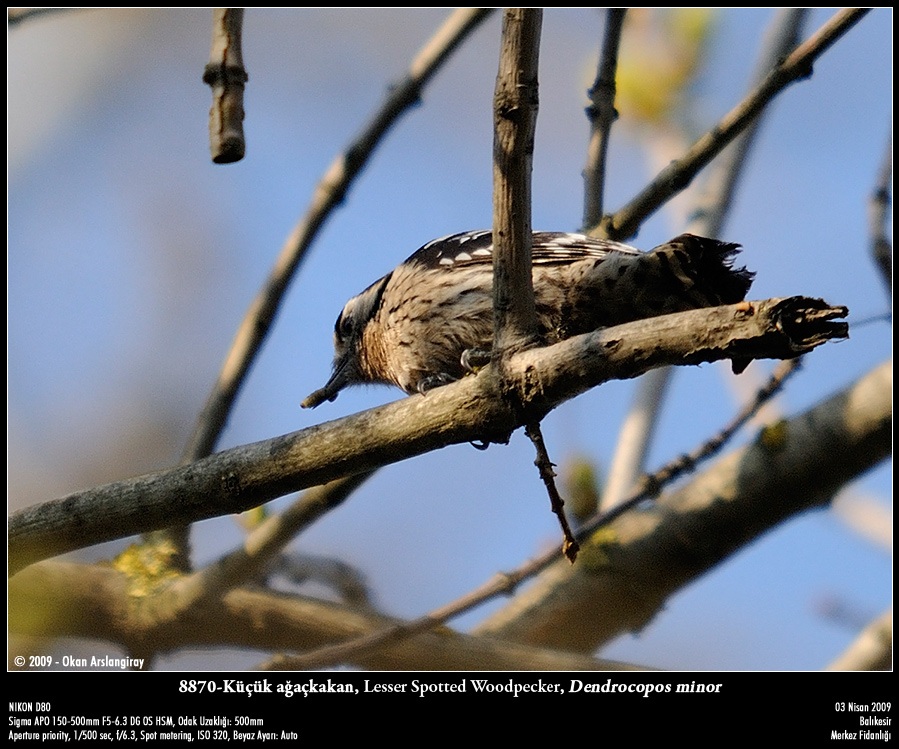 Lesser Spotted Woodpecker