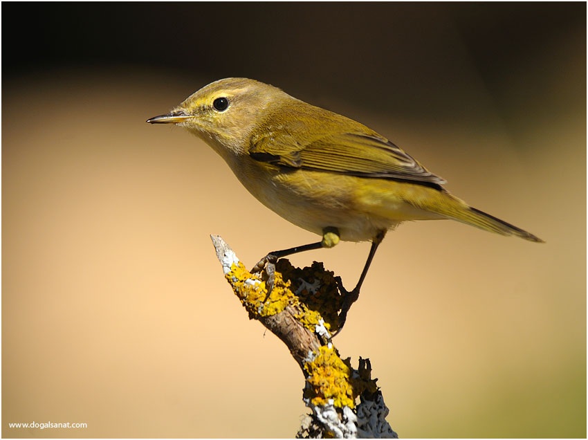 Common Chiffchaff