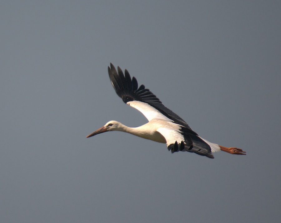 White Stork