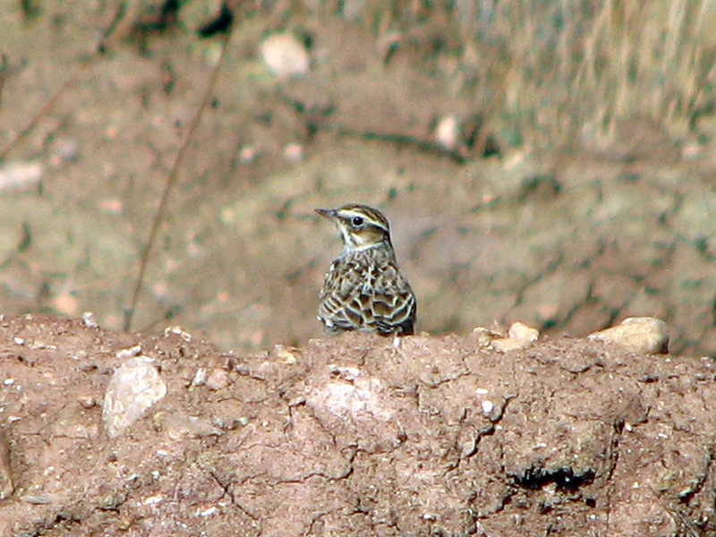 Woodlark