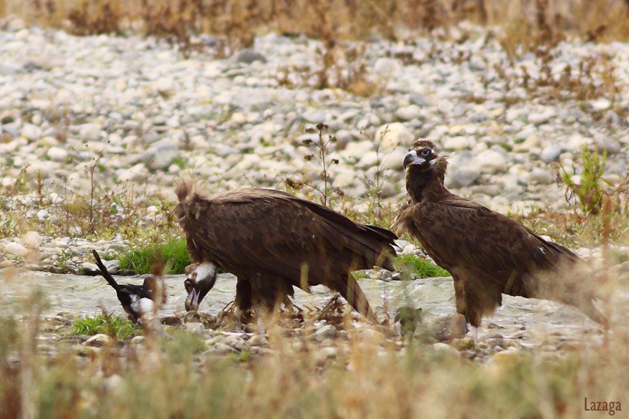Cinereous Vulture