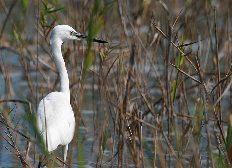 Little Egret