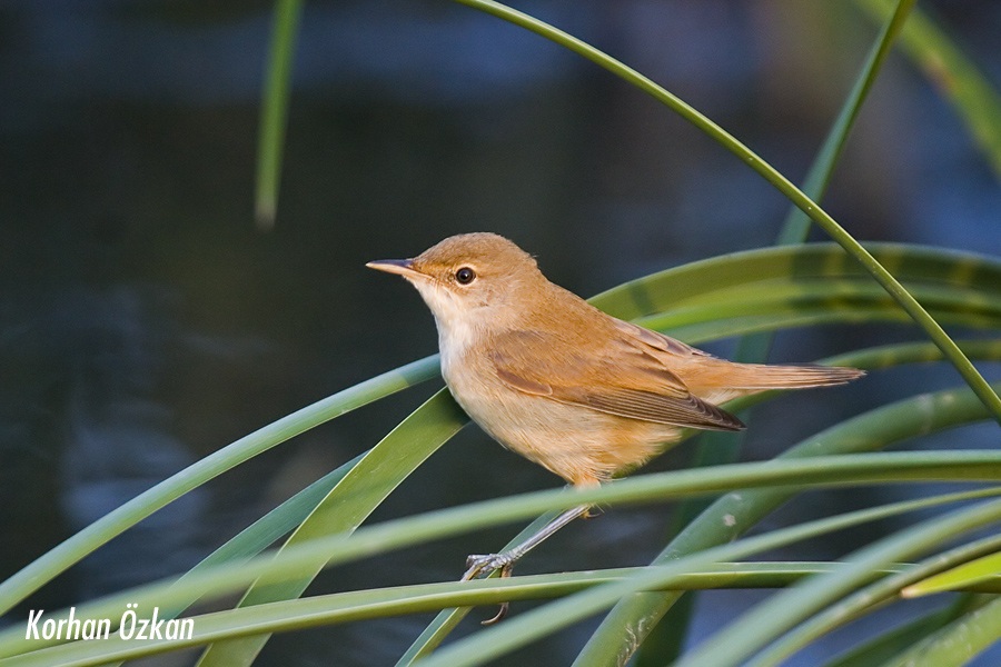 Common Reed Warbler
