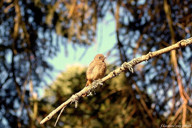 Common Redstart