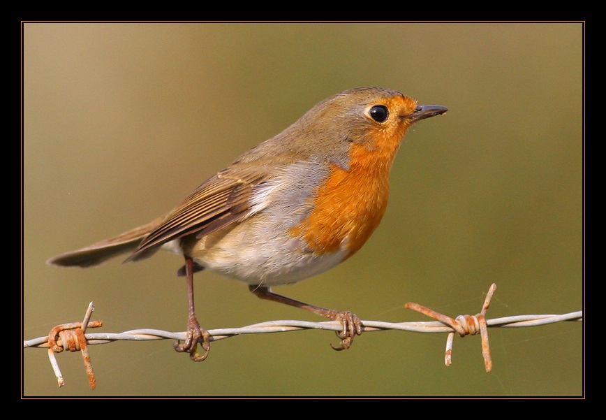 European Robin