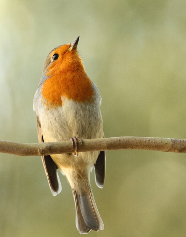 European Robin