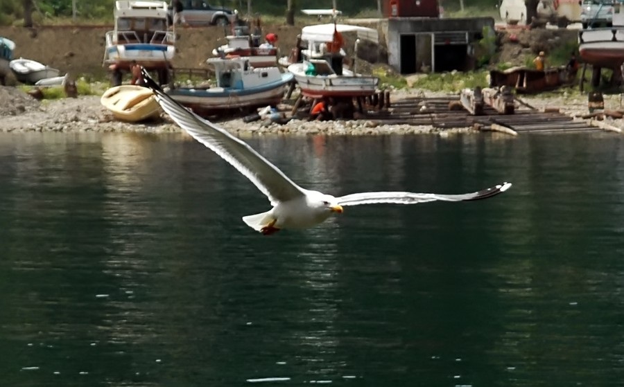 Yellow-legged Gull