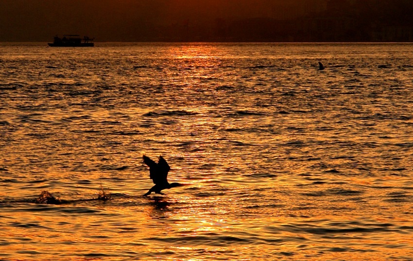 Great Cormorant