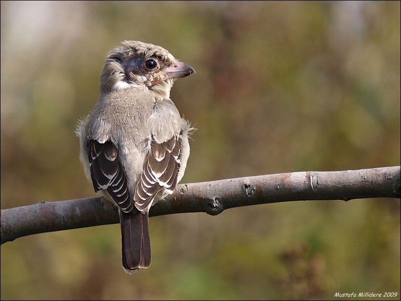 Lesser Grey Shrike
