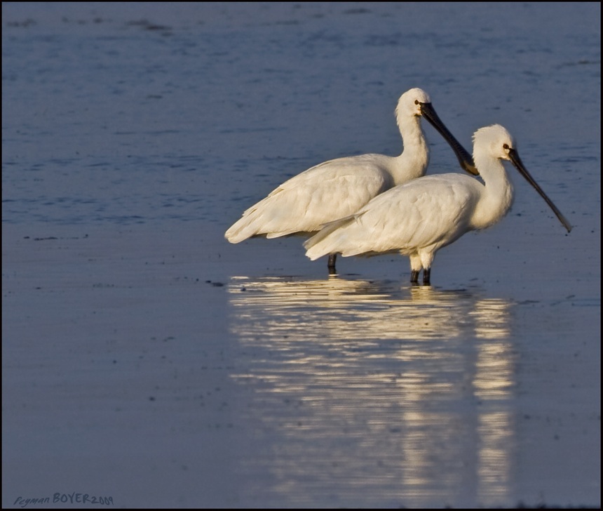 Eurasian Spoonbill