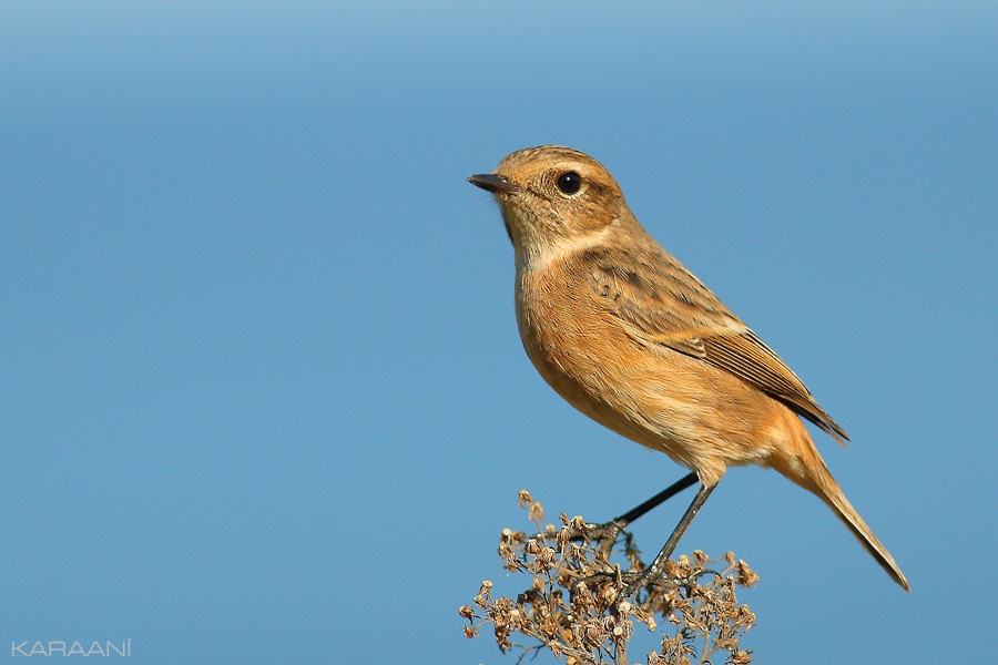 European Stonechat