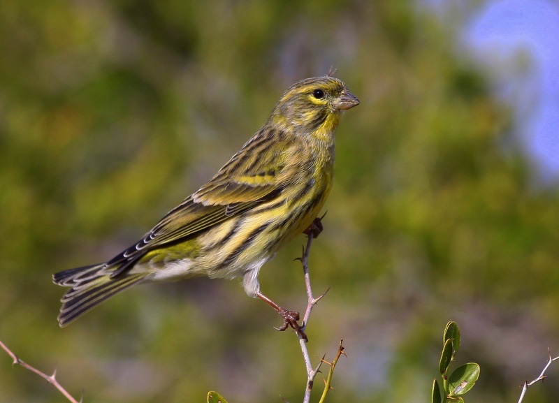 European Serin