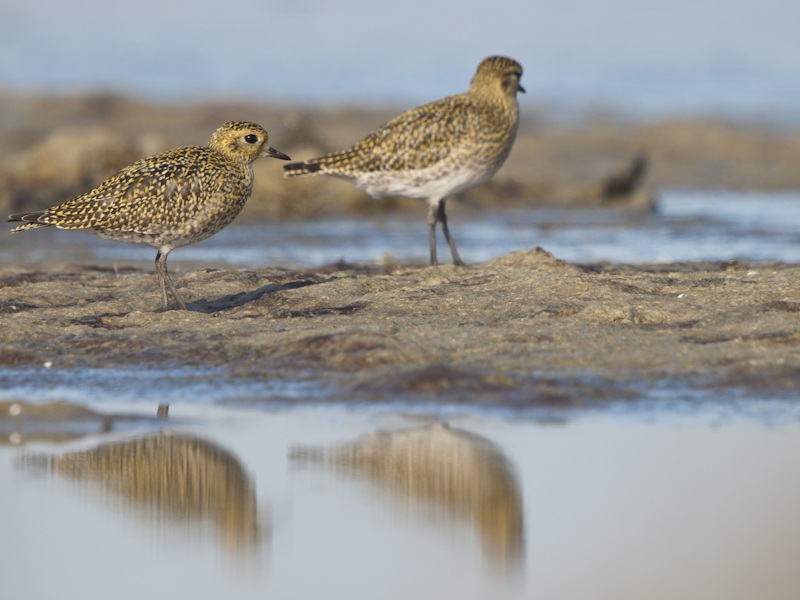 European Golden Plover