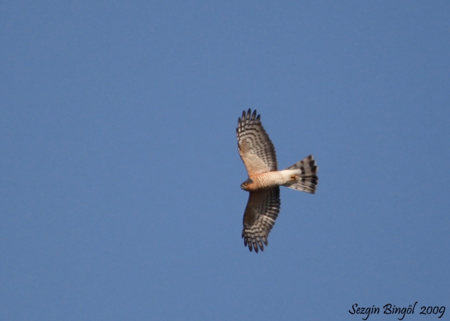 Eurasian Sparrowhawk