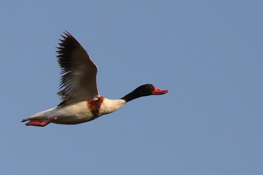 Common Shelduck
