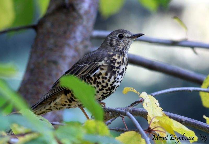 Mistle Thrush