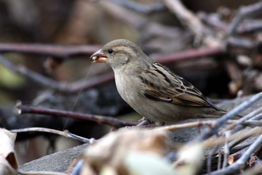 House Sparrow