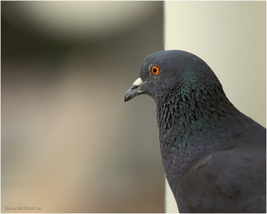 Rock Dove