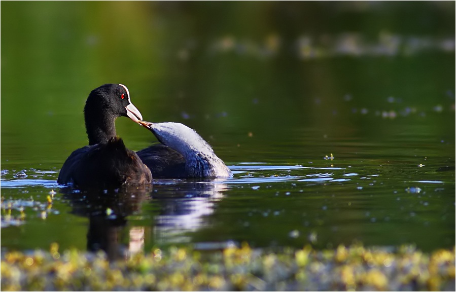 Eurasian Coot