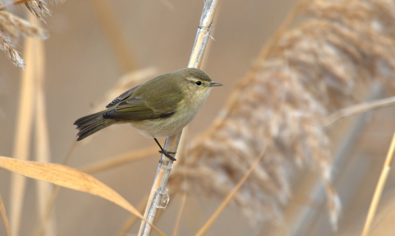 Common Chiffchaff